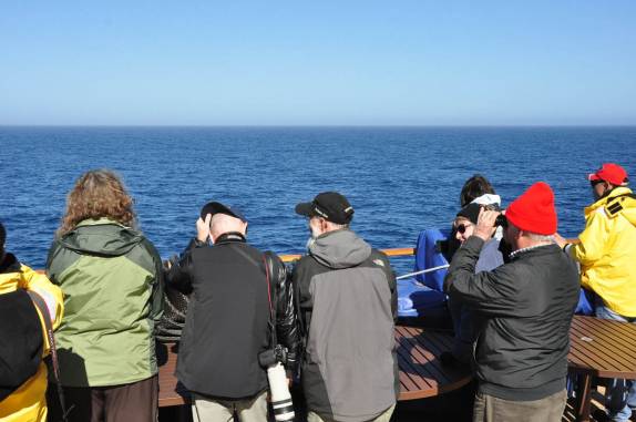 Observando e fotografando aves no trecho entre Buenos Aires e as Ilhas Malvinas